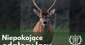 Co to za ryki w lesie? - fascynujący spektakl natury